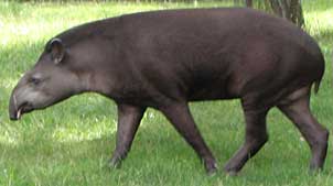 tapir