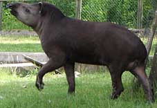 tapir igen