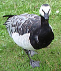 goose