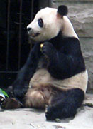 panda