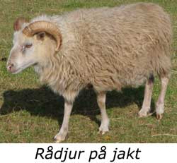 Rdjur?