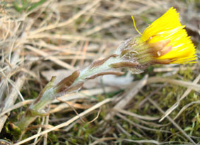 tussilago